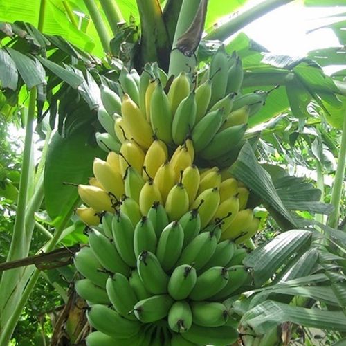 CÂY GIỐNG CHUỐI TIÊU HỒNG SIÊU QUẢ