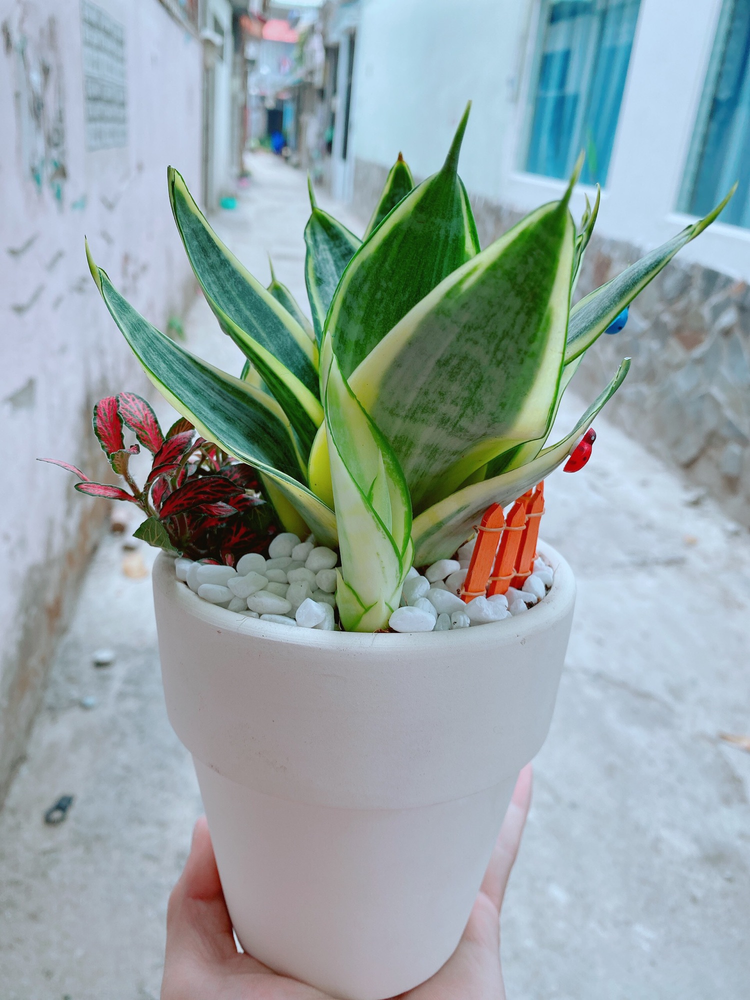 [HCM]Chậu lưỡi hổ thái kèm lá cẩm nhung