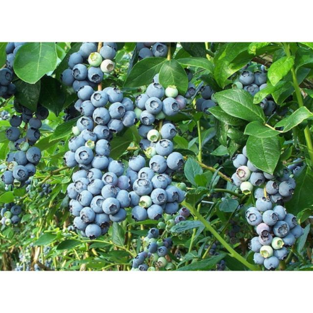 MJ71 Hạt giống Việt quất (10 hạt)