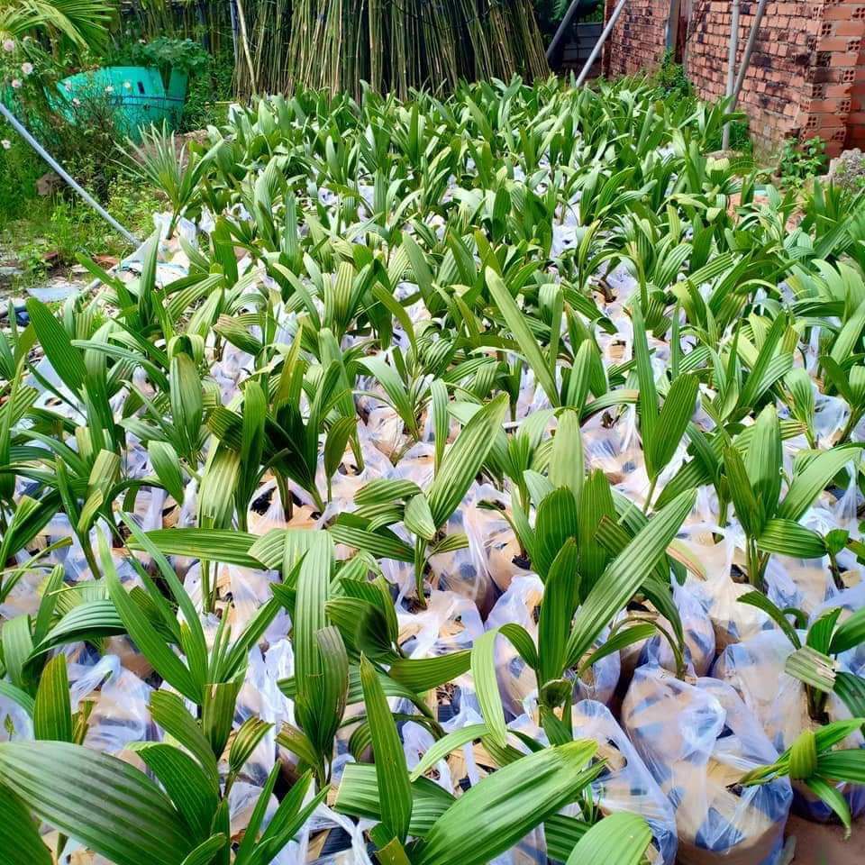 Cây Thốt Nốt .. 8 tháng cây cho trái