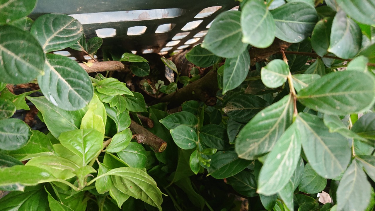 Combo 2 cây Hoa Tường Vi