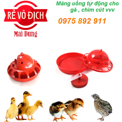 máng uống cho chim cút - gà - vịt - mới nở