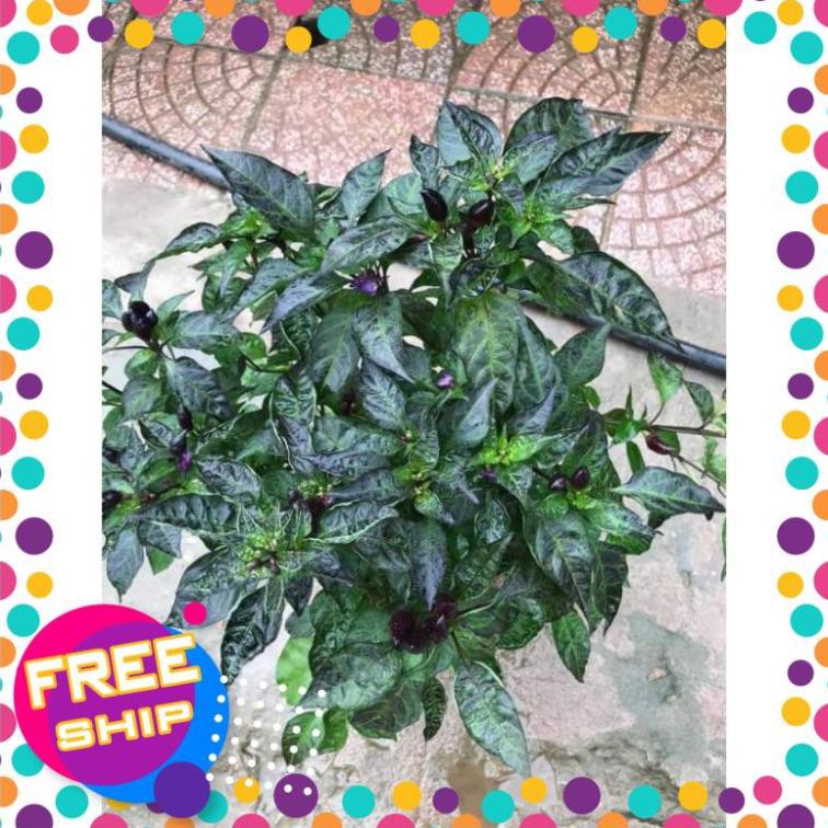 Cây giống ớt tím