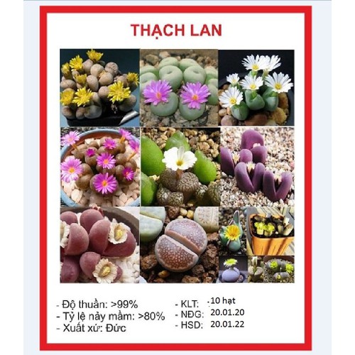 Hạt giống hoa đá sống thạch lan mix ( Gói 10 Hạt )