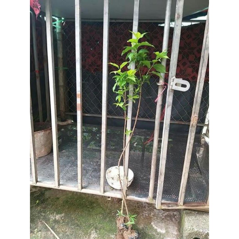 [FREESHIP - Xả Khô Máu] Giống cây mơ