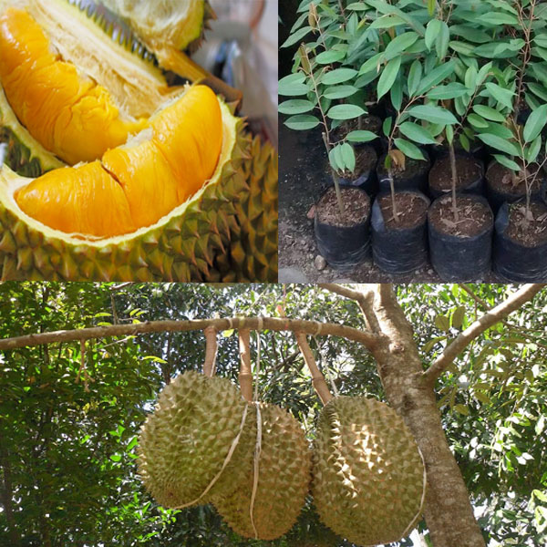 CÂY GIỐNG SẦU RIÊNG MUSANG KING -(GHÉP GỐC TO 2 NĂM GỐC SIÊU TO)