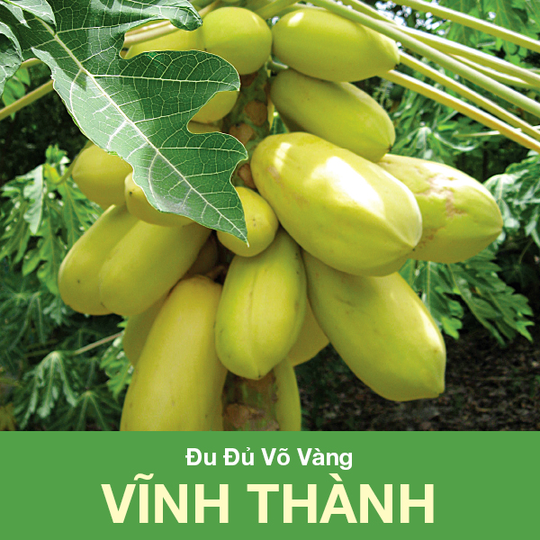 Hạt Giống Đu Đủ Lùn Da Vàng Gói 5 Hạt - Đu Đủ Tết - Vĩnh Thành