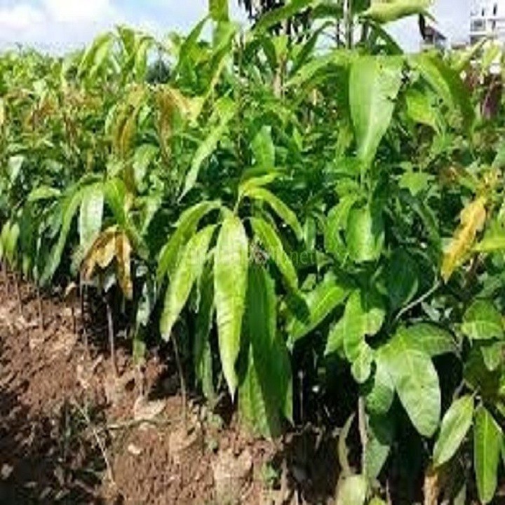 Cây giống xoài Thái - C088