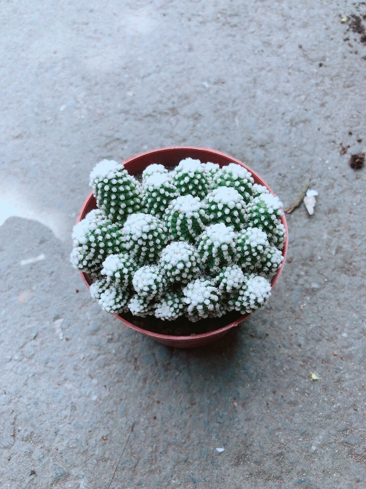 Xương Rồng Tuyết