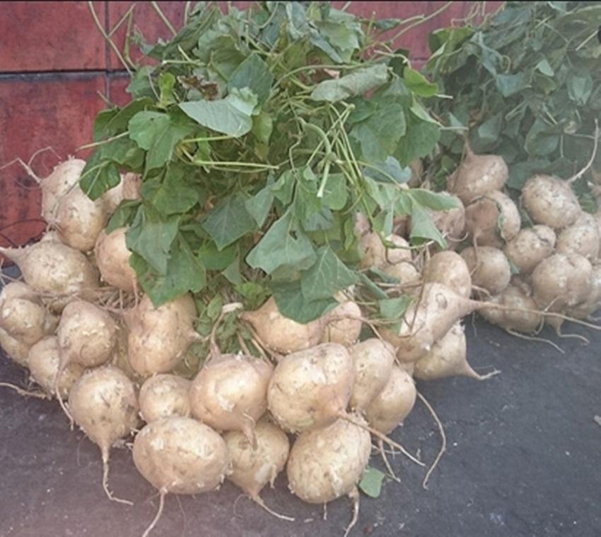 20 Hạt giống Củ đậu