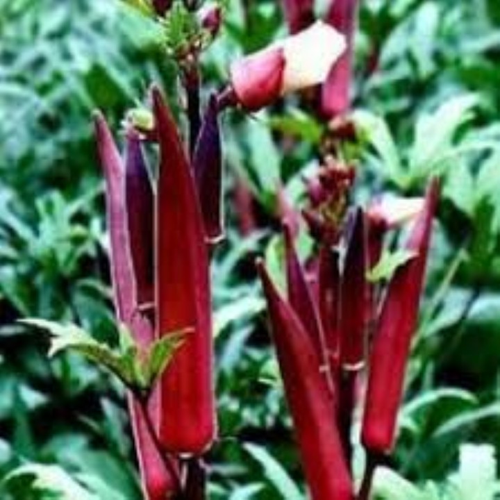hạt giống đậu bắp tím 40 hạt
