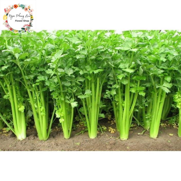 Giống rau cần lá xanh - gói 10 gram
