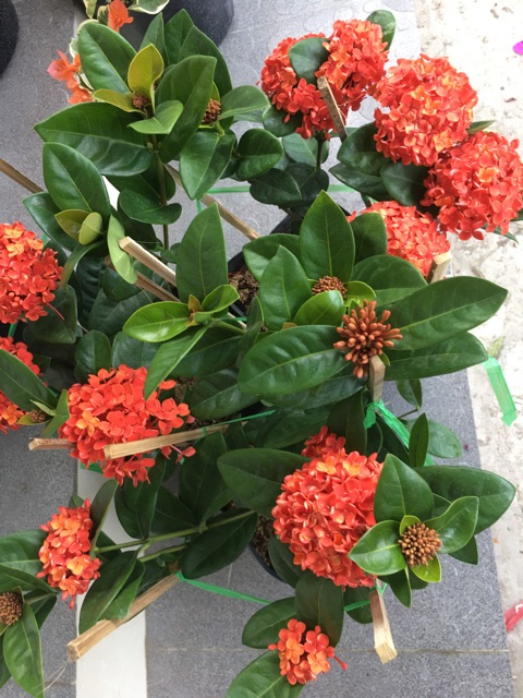 Mẫu đơn đỏ lá trung bông to siêu hoa