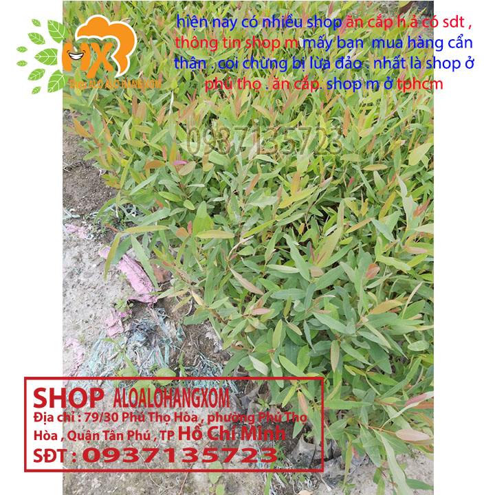 [HCM]combo 50 cây bạch đàn  cây giống