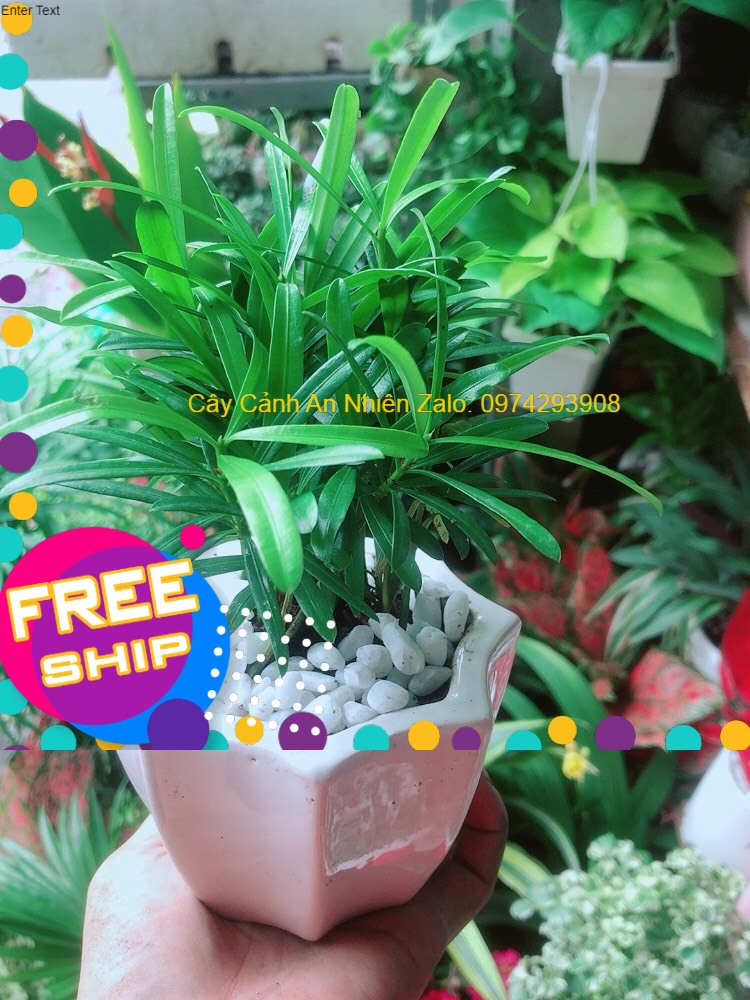 Chậu cây tùng vạn niên