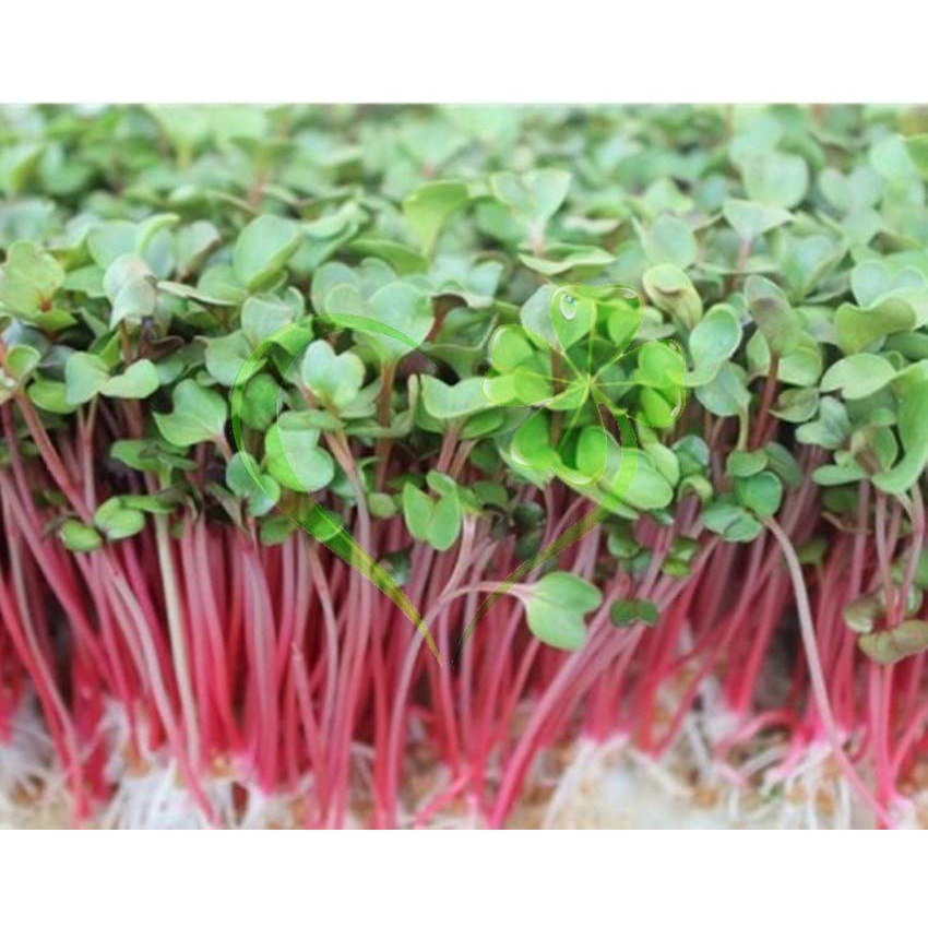 Hạt giống mầm củ cải đỏ - gói 20 gram