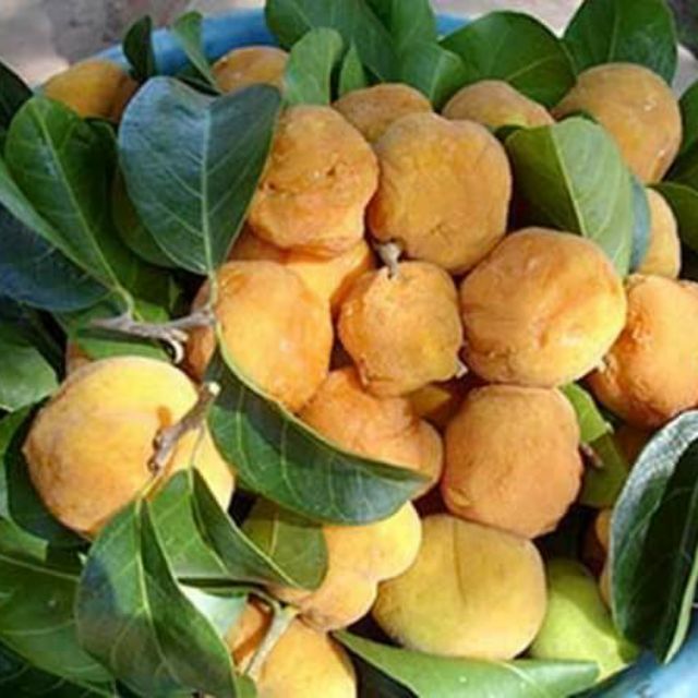 [Học Viện Nông Nghiệp I ] GIỐNG CÂY CHAY