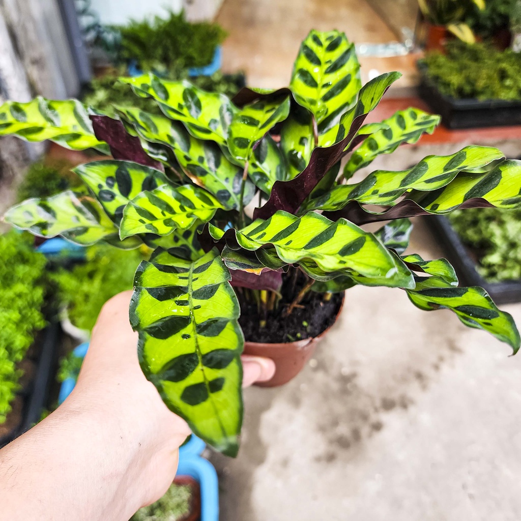 Cây đuôi công lá dài mini - cây cảnh đẹp, dễ trồng