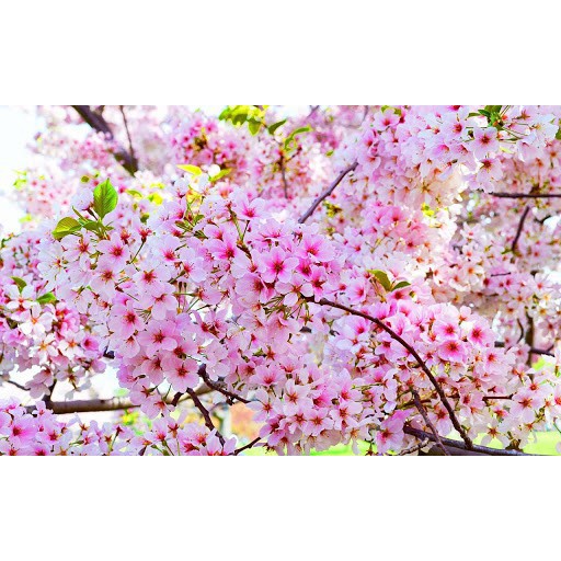 Bầu cây giống hoa anh đào nhật bản