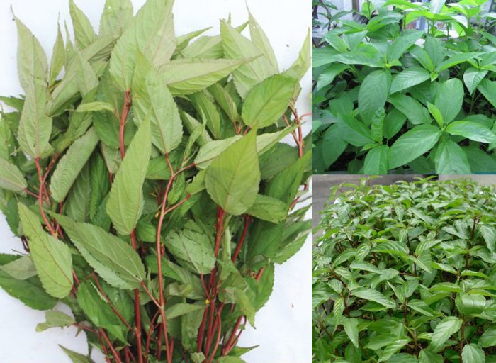 Hạt giống Rau đay đỏ/ trắng -gói 10g