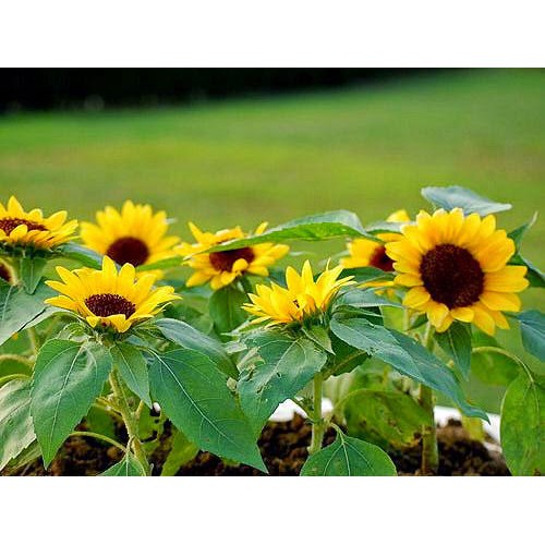 Hạt Giống Hoa Hướng Dương Lùn (Gói 50 hạt tặng kèm phân)