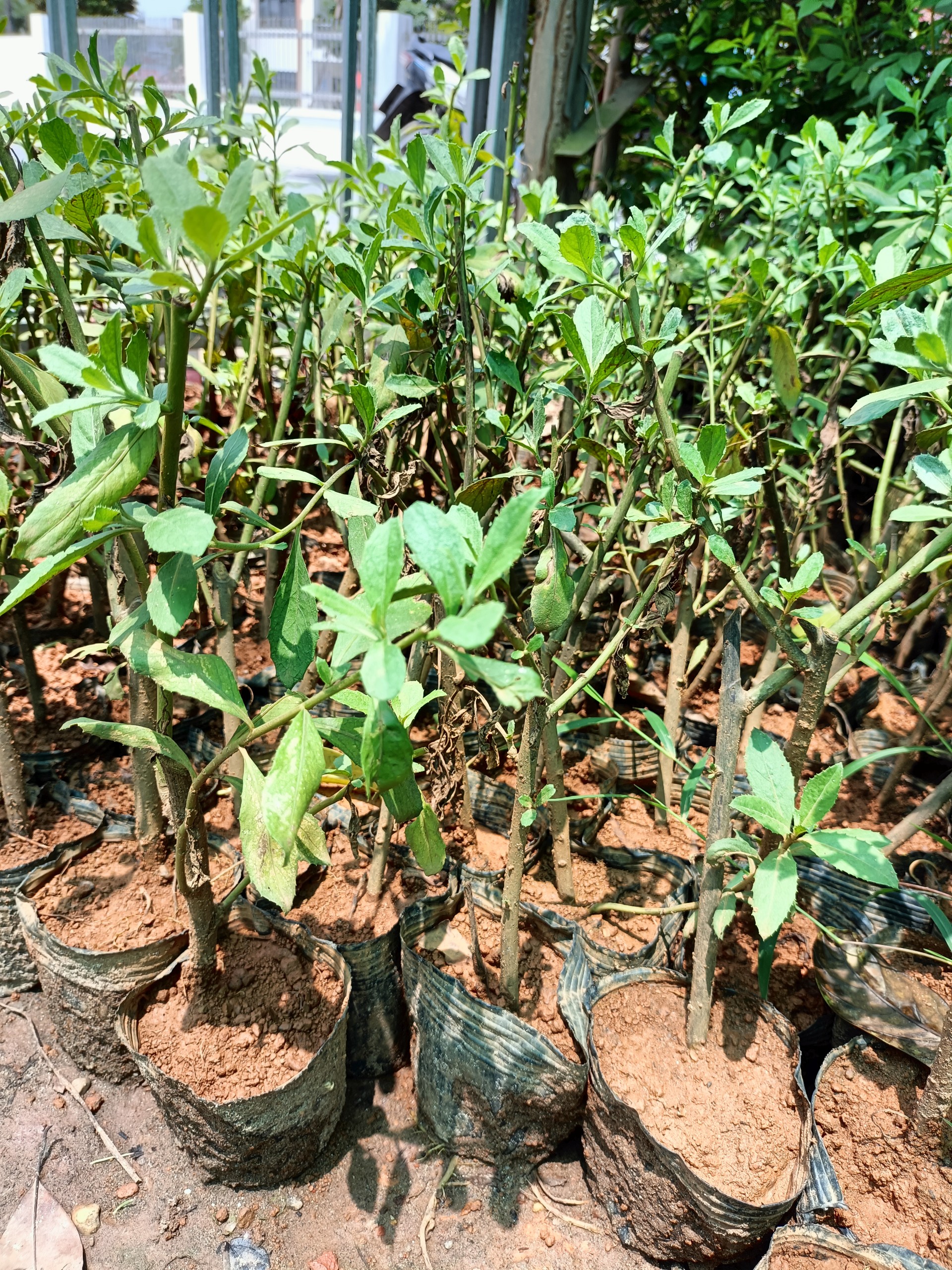 Cây giống cúc tần ta