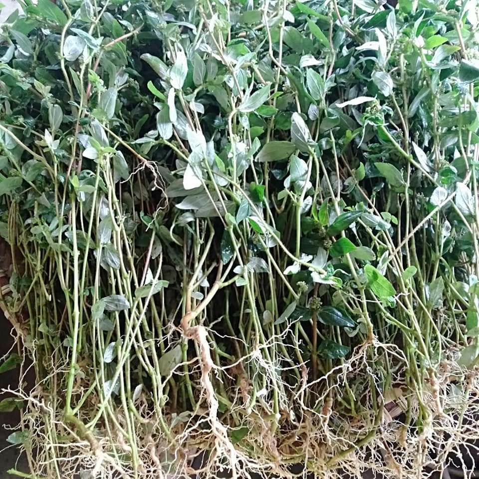 Cây cỏ sữa , rau sữa ,cây lợi sữa