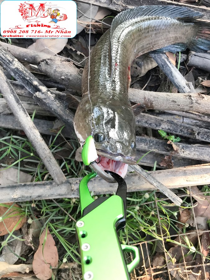 Nháy Hơi Câu Lóc Chìm Lửng Tini Egg Frog
