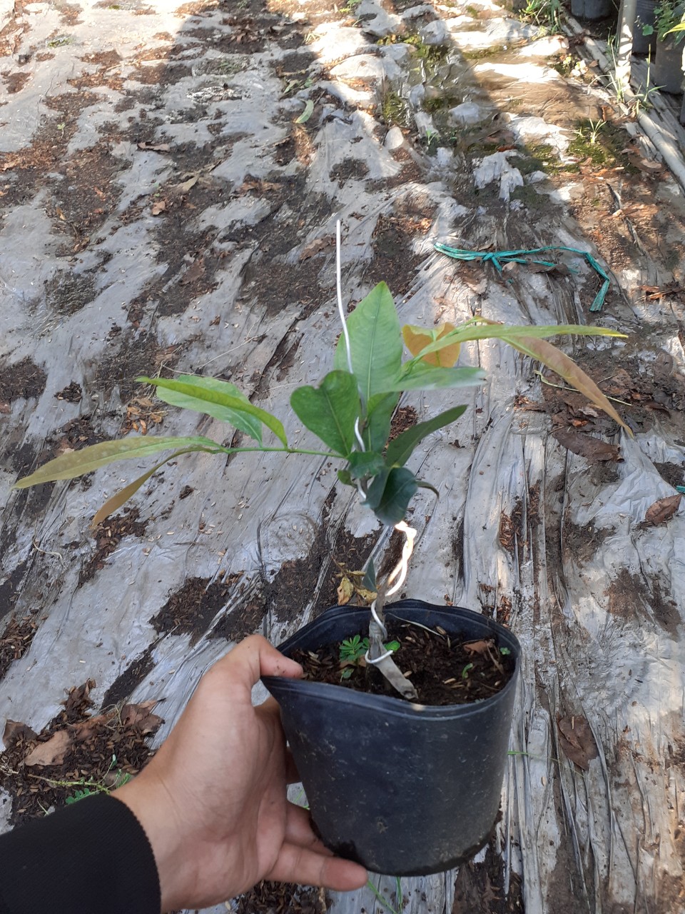 Mai Cúc Nhị Đỏ