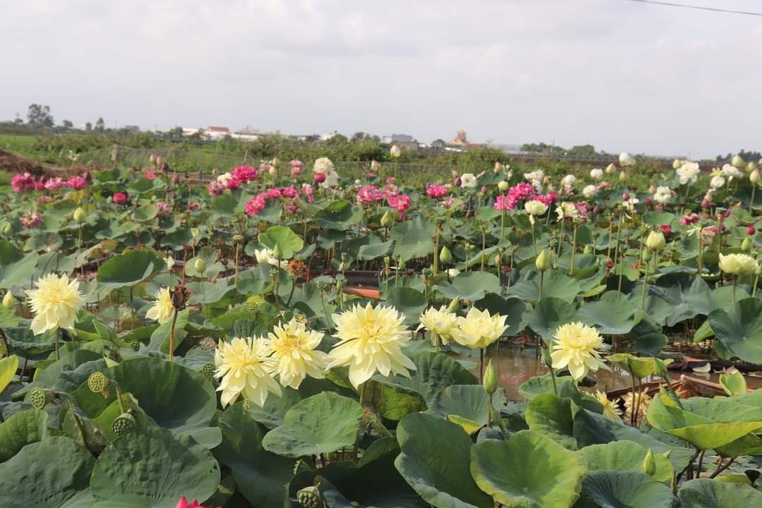Củ Sen Thái Giống - Cho Hoa Sau 1 Tháng Trồng