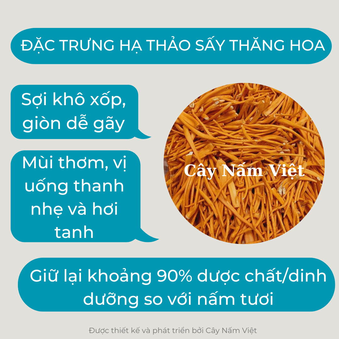 Đông trùng hạ thảo khô sấy thăng hoa 5g gãy