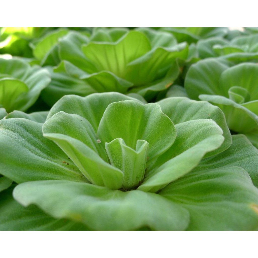 Bèo Cái Thuỷ Sinh (20 cây)