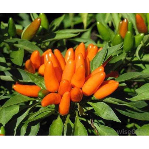 Hạt Giống Ớt Cam Siêu Cay Chùm Thái Lan - gói 1gram(110 hạt)
