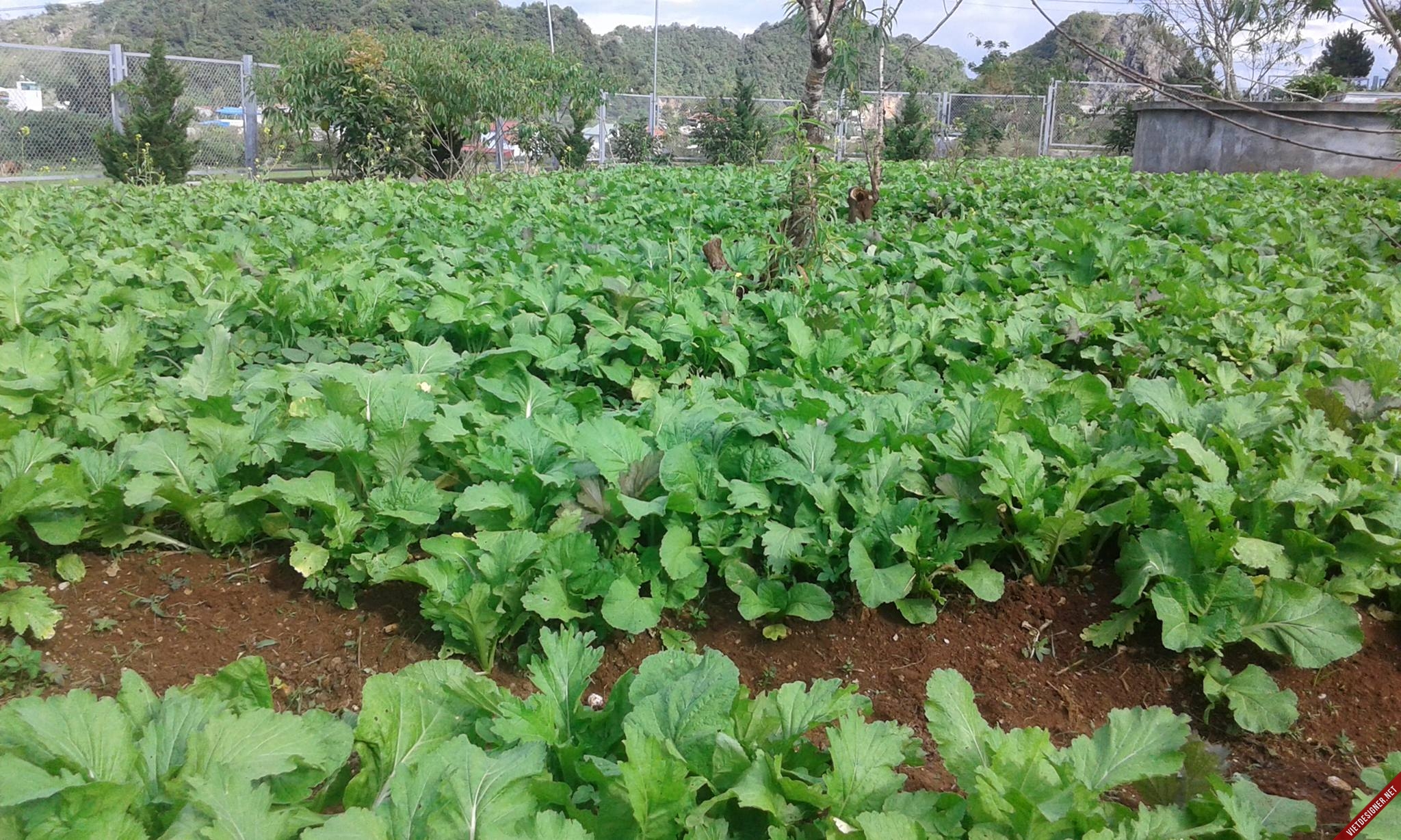Hạt Giống Cải Mèo Tây Bắc ( Ngon Ngọt Dễ Trồng )