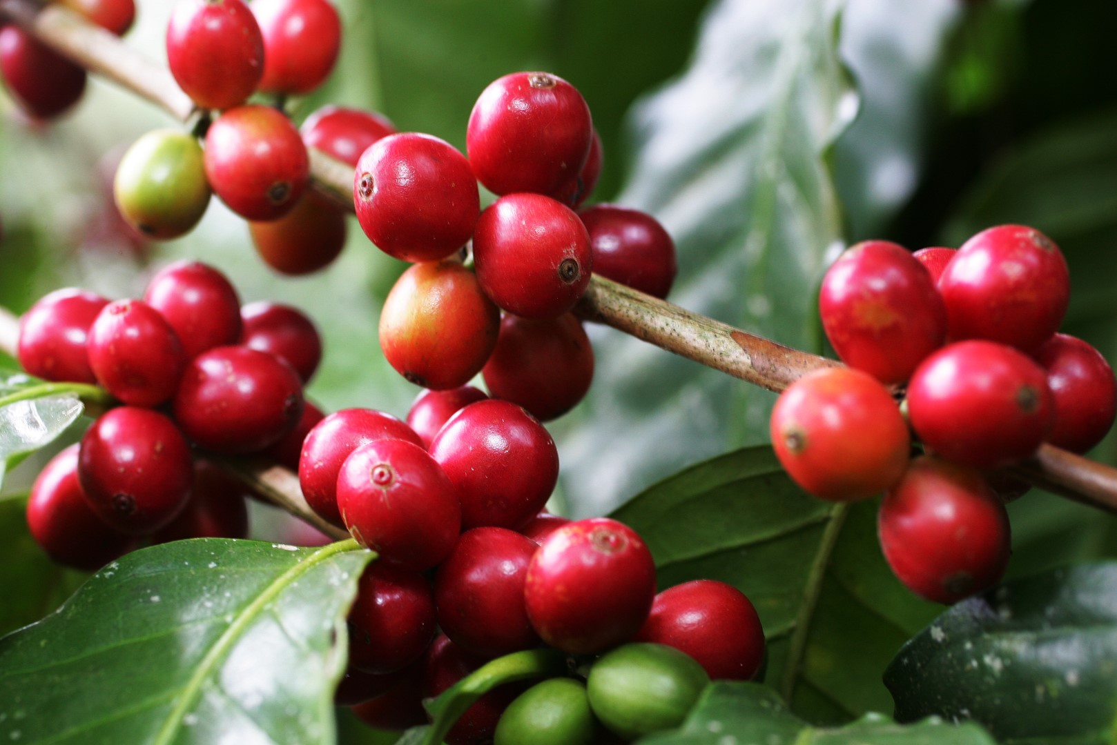 Cà phê rang mới Tanzania Kilimanjaro 250g - cfi-coffee.com