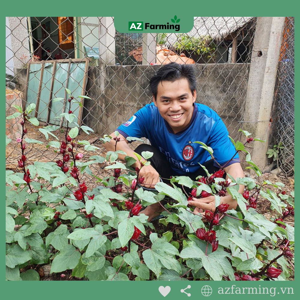 Hạt Giống Atiso Đỏ - Gói 50 Hạt - Az Farming