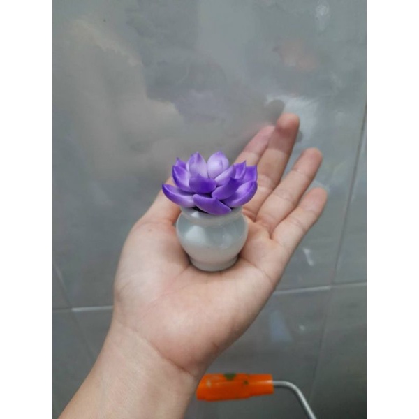 sen đá mini