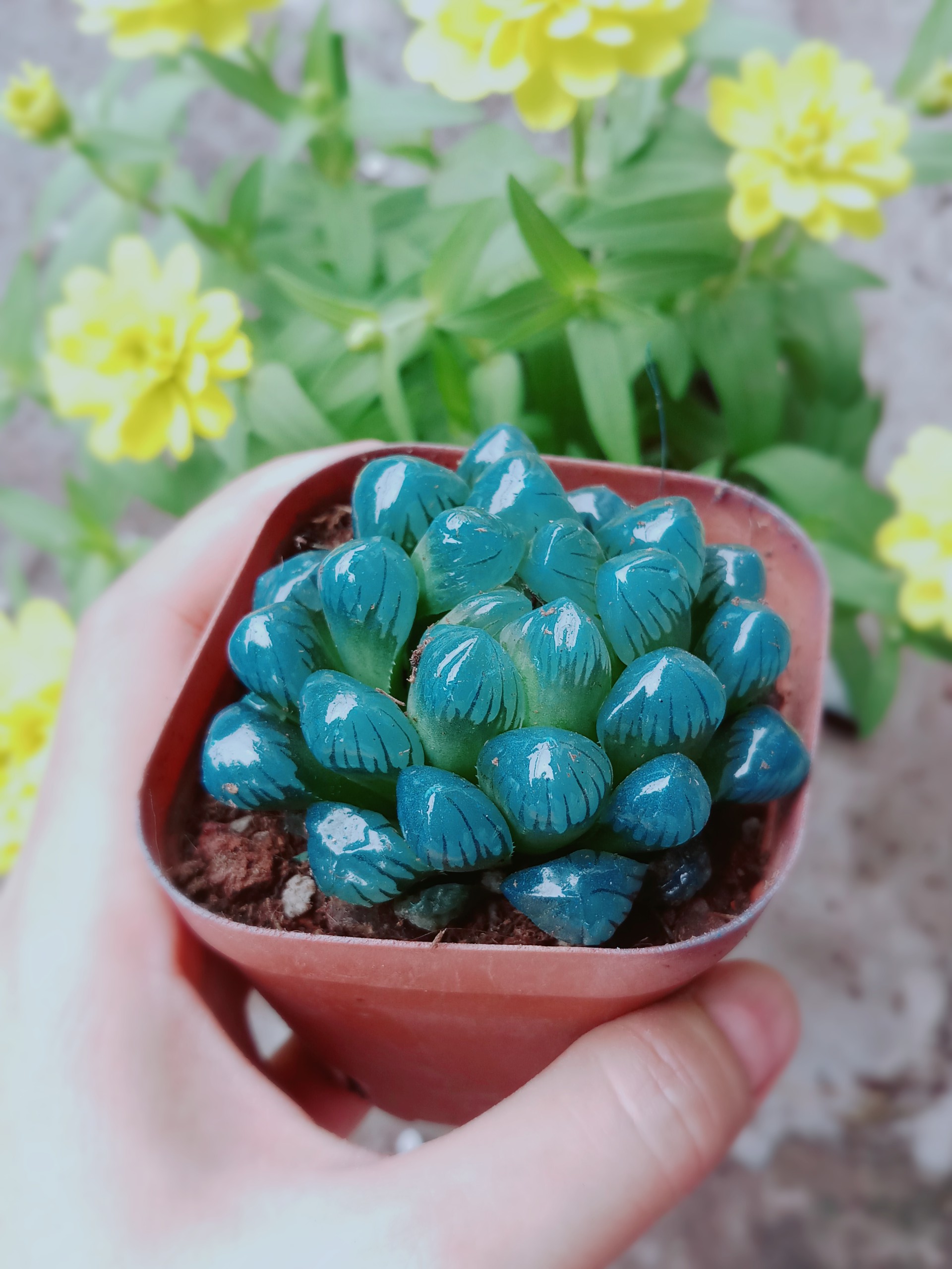 Sen Đá Kim Cương