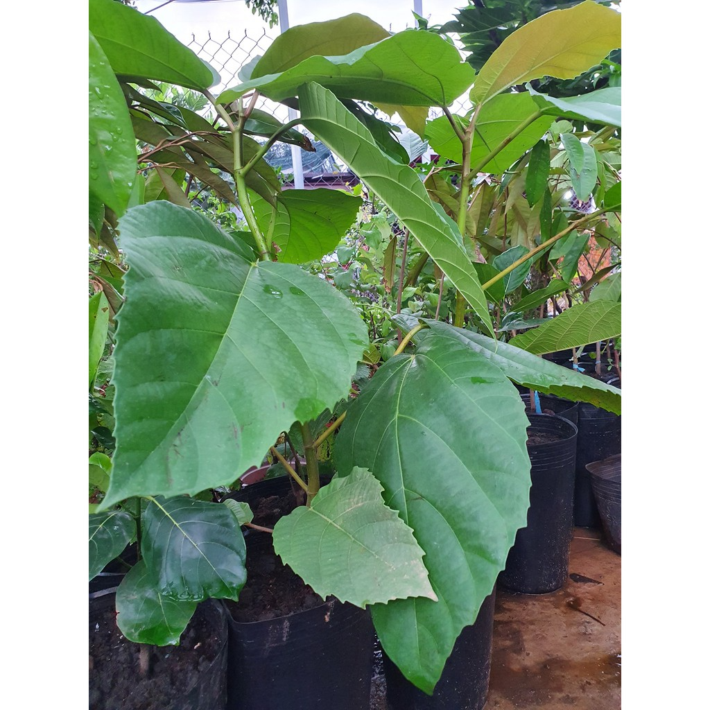 Cây vả mật n