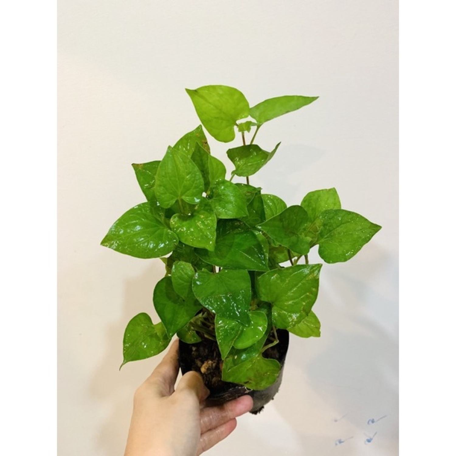 Bầu rau diếp cá.