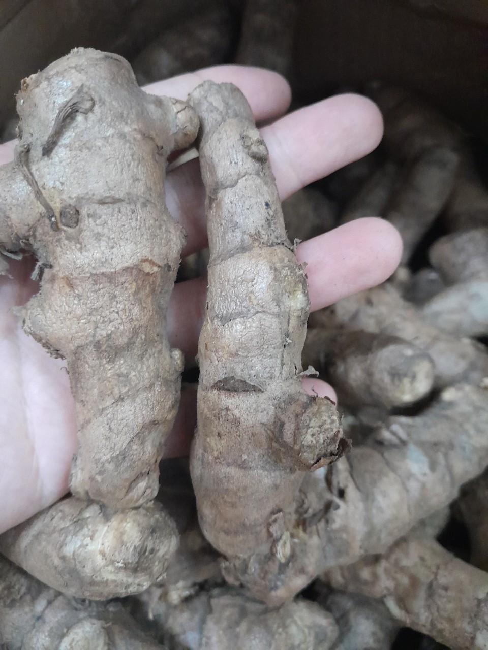 Củ Ngãi Chống Độc tươi 1kg ( ngãi trắng, nghệ trắng, nghệ rừng)