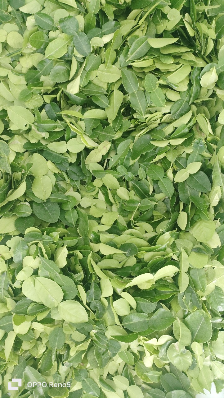 Lá chúc. Lá chanh thái. Nửa kg.
