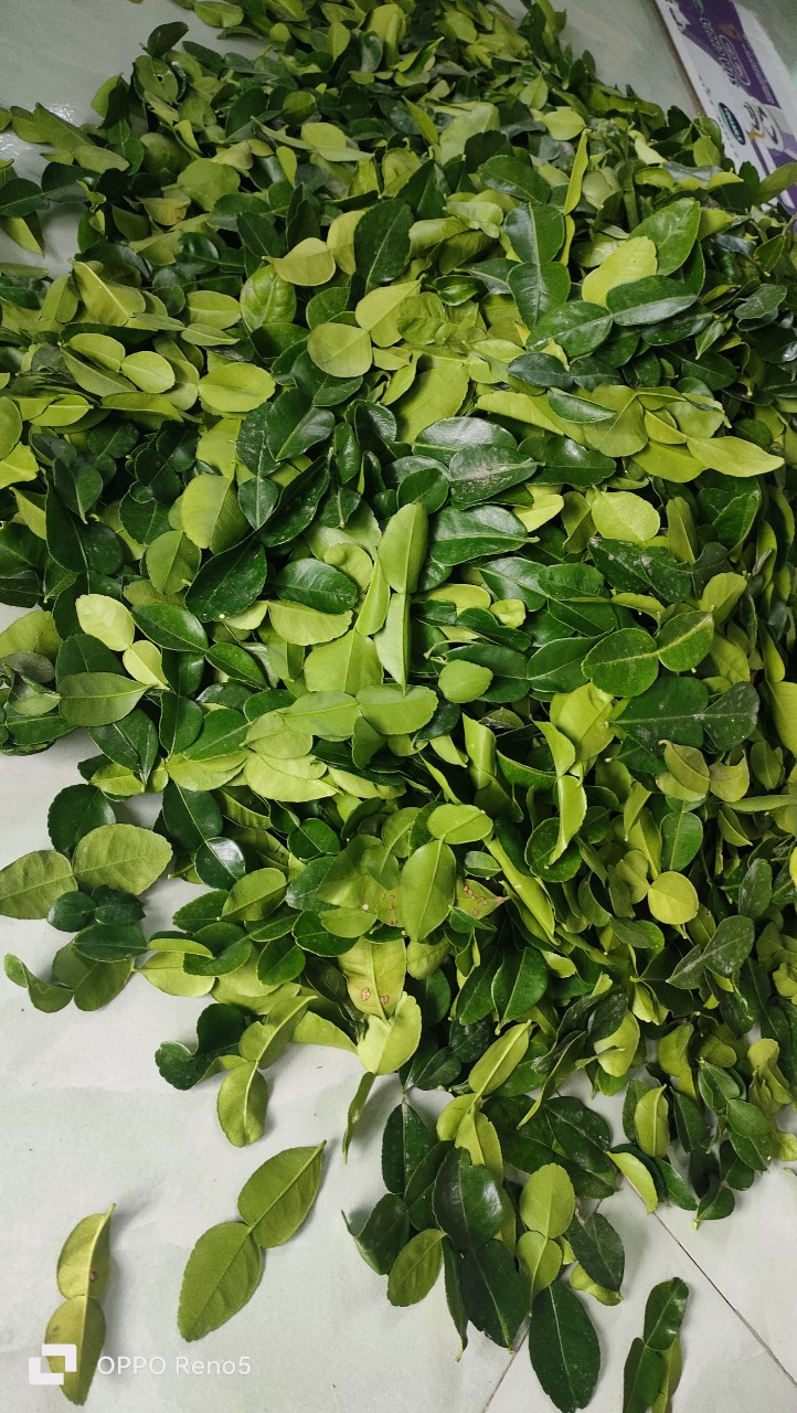 Lá chanh thái 1kg . Lá chúc tươi.