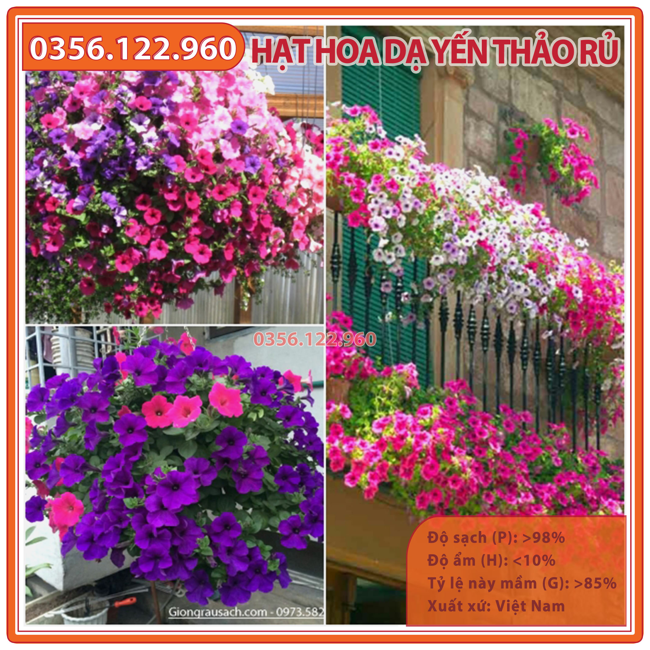 Hạt giống hoa dạ yến thảo rủ mix nhiều màu