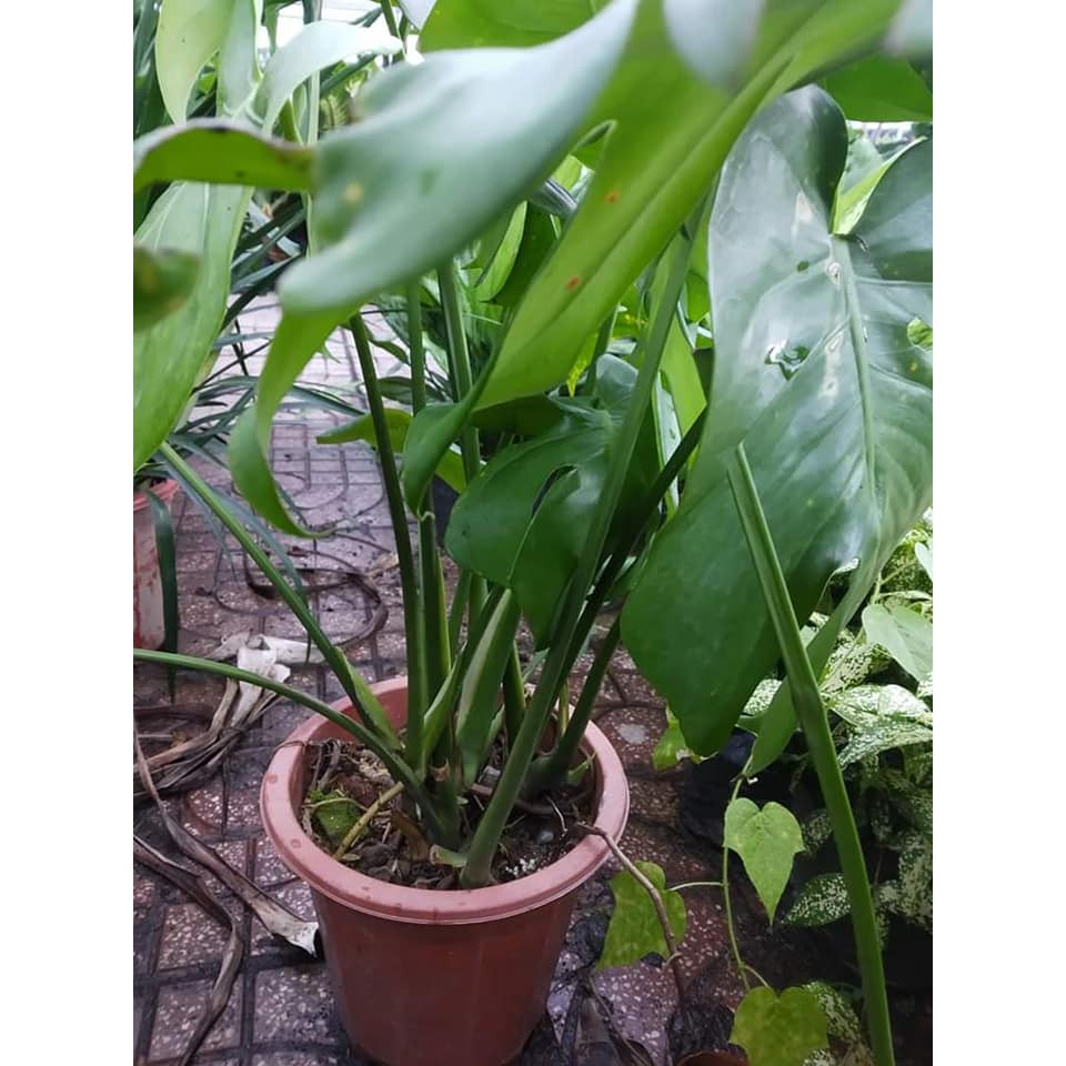 (shop uy tín) Trầu bà Lá Xẻ Nam Mỹ (Monstera deliciosa)