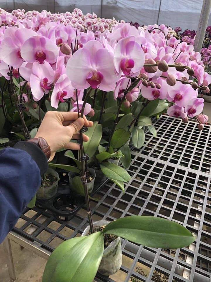 Combo 2 cây  Lan Hồ Điệp đang ngồng hoa