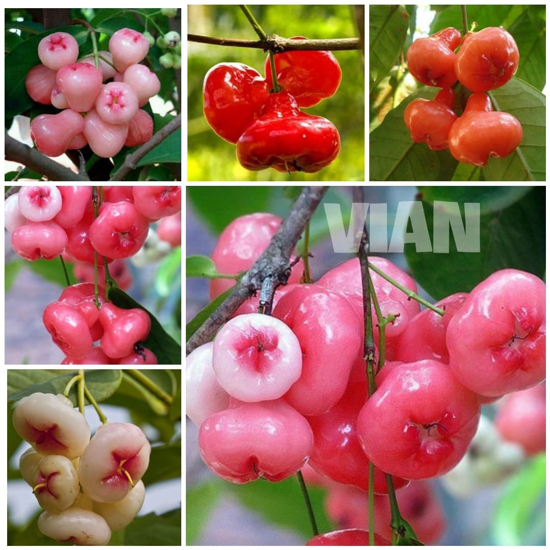 Cây mận hoàng yến