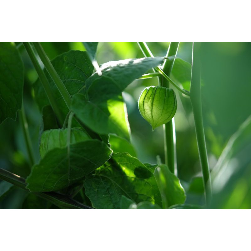 Trái Tầm Bóp-Thù Lù Nam Mỹ (Physalisvn) 1000g