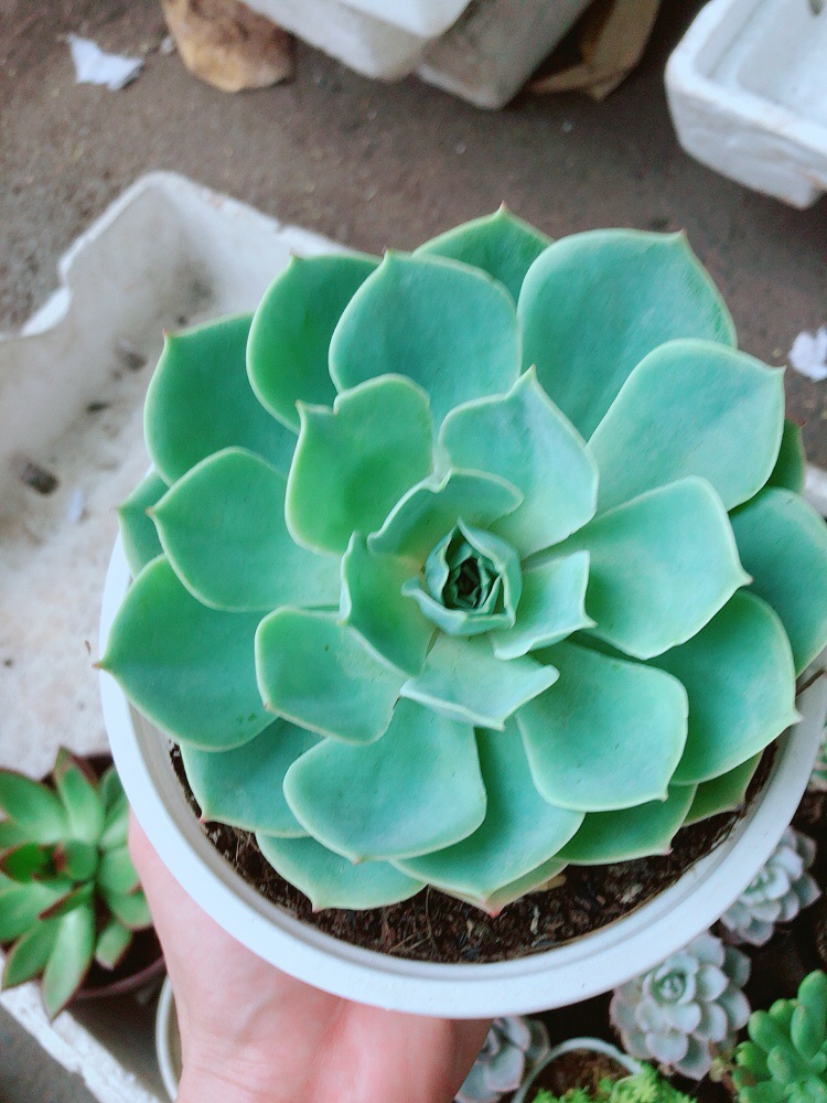 Sen đá xanh đất size lớn