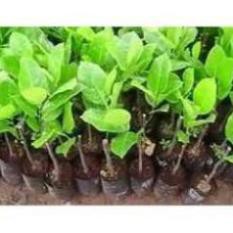 Com bo 2 Cây Giống Mít Thái Siêu Sớm